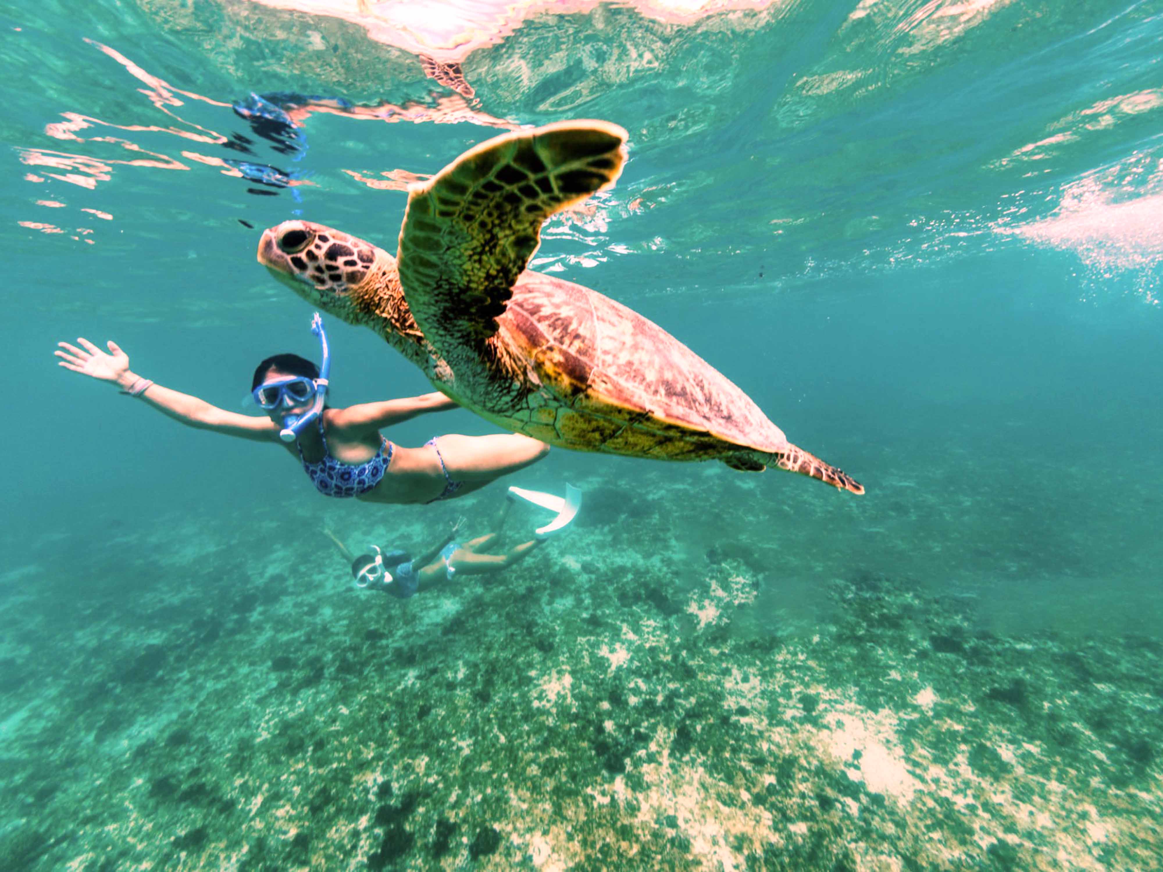 Turtle Snorkeling
