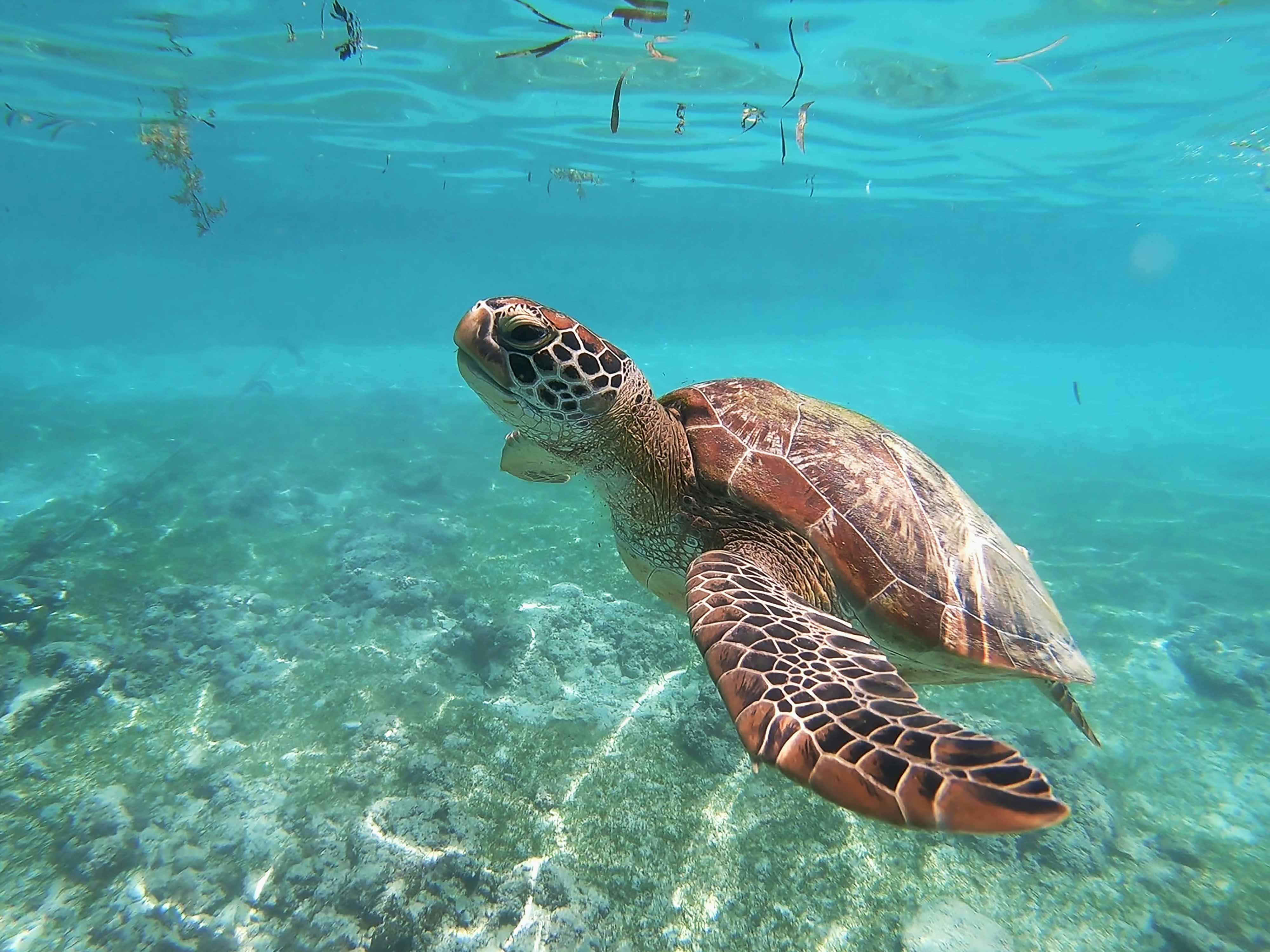 Turtle Snorkeling
