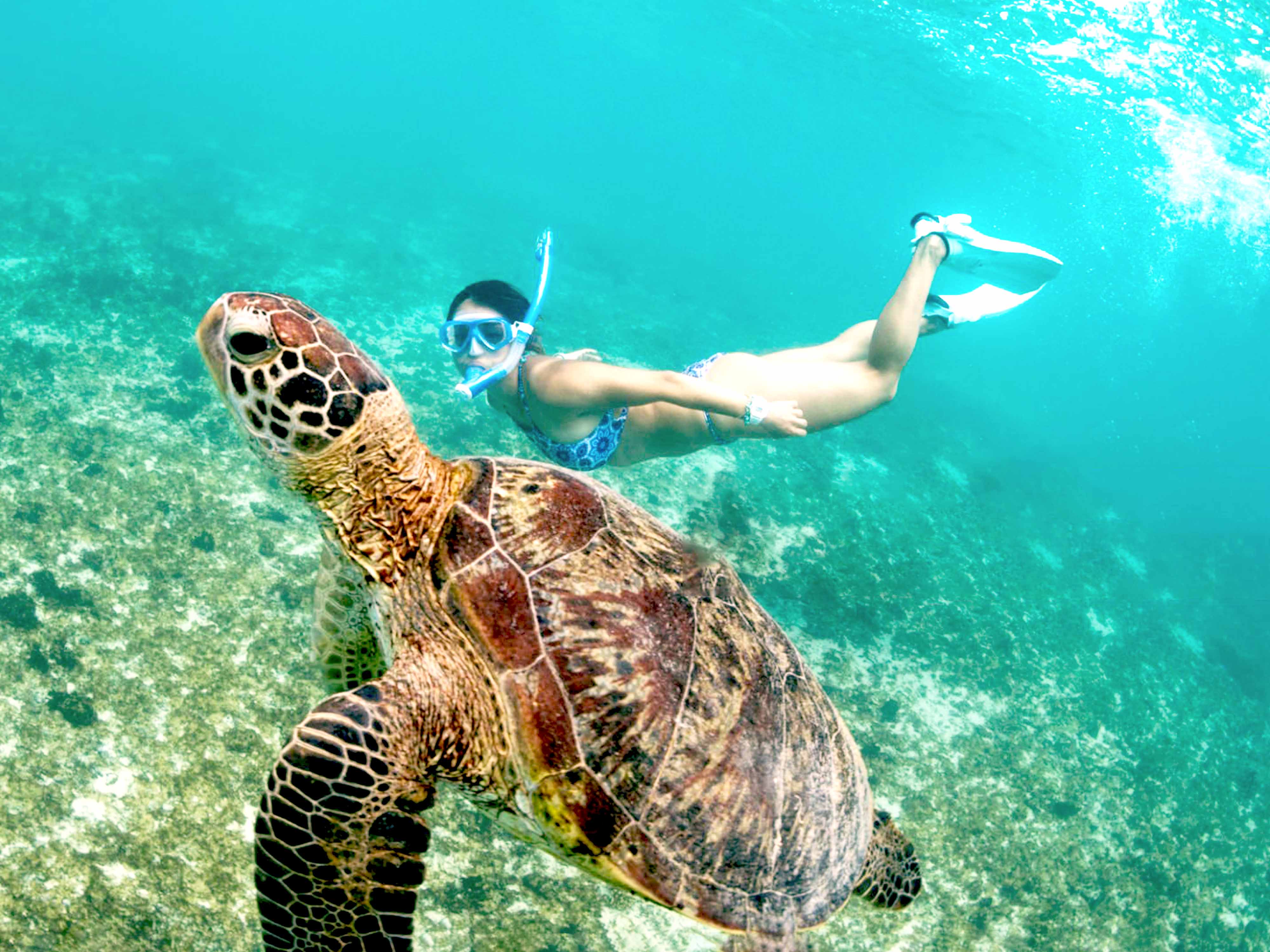 Turtle Snorkeling